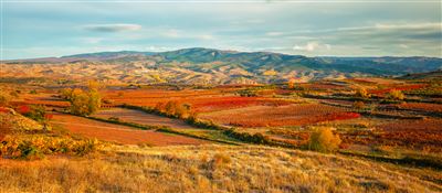 La Rioja Gebiet mit Weinbergen